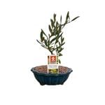 180mm Bonsai in Ceramic Pot - Olea europaea