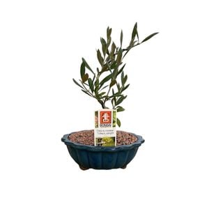 180mm Bonsai in Ceramic Pot - Olea europaea