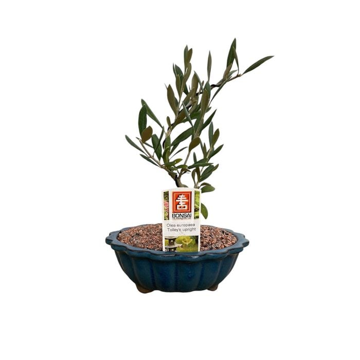 180mm Bonsai in Ceramic Pot - Olea europaea