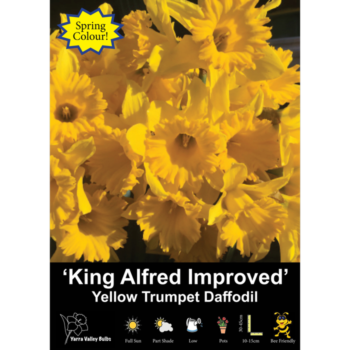 Yarra Valley Bulbs Daffodil King Alfred Improved - 6 Pack