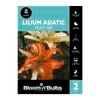 Bloomin' Bulbs Lilium Asiatic Must See - 2 Pack