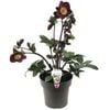 180mm Ice 'n' Roses Merlot Winter Rose - Helleborus x glandorfensis