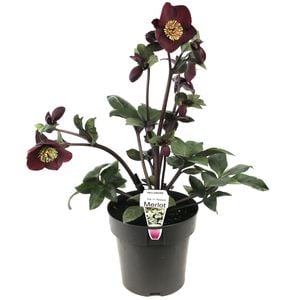 180mm Ice 'n' Roses Merlot Winter Rose - Helleborus x glandorfensis