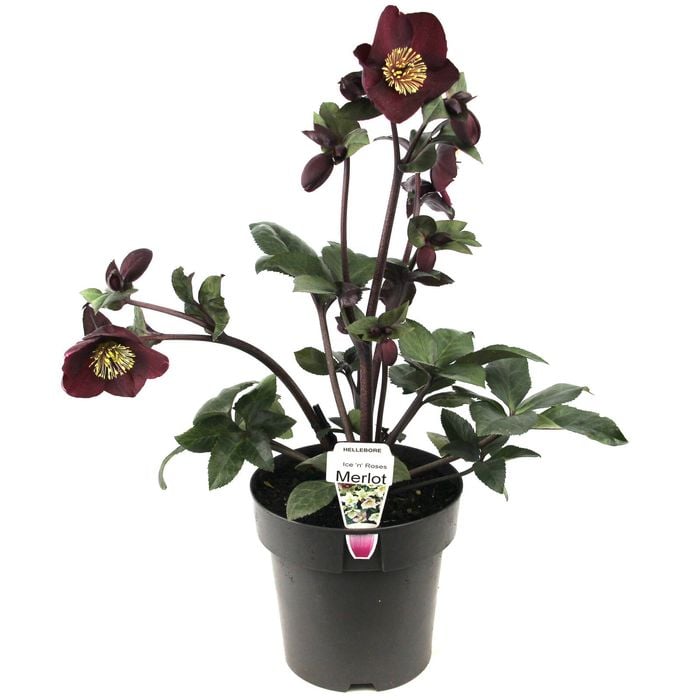 180mm Ice 'n' Roses Merlot Winter Rose - Helleborus x glandorfensis