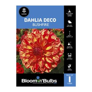 Bloomin Bulbs Dahlia Bushfire - 1 Pack
