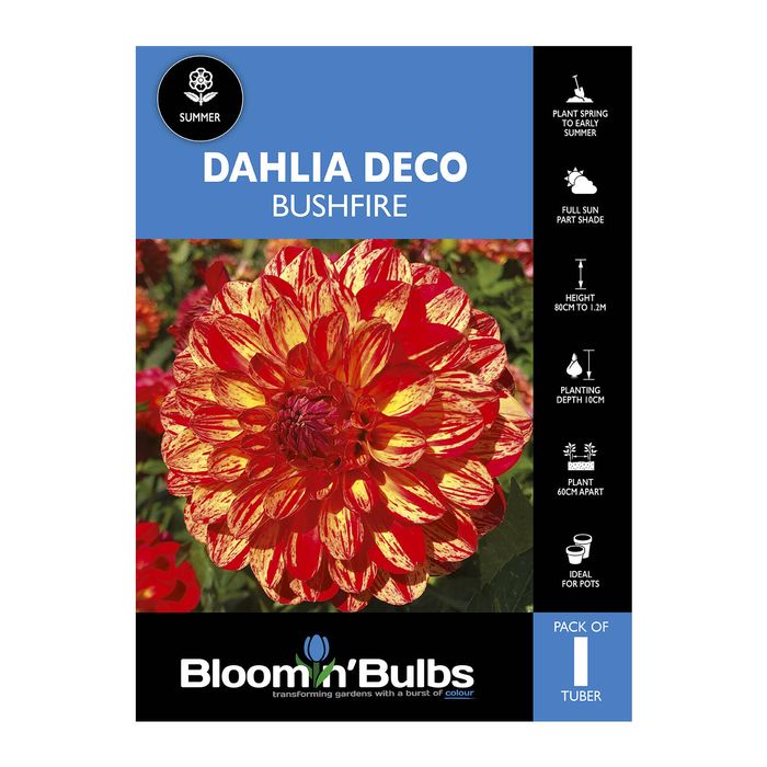 Bloomin Bulbs Dahlia Bushfire - 1 Pack