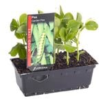 Pea Garden Punnet - Pisum sativum