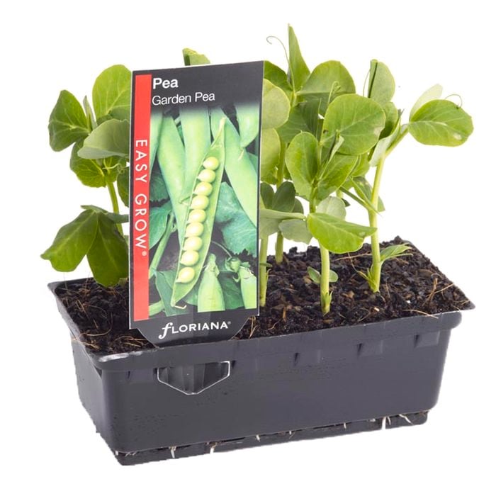 Pea Garden Punnet - Pisum sativum