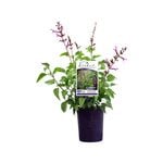 140mm Fisher Signature Salvias Elegance - Salvia