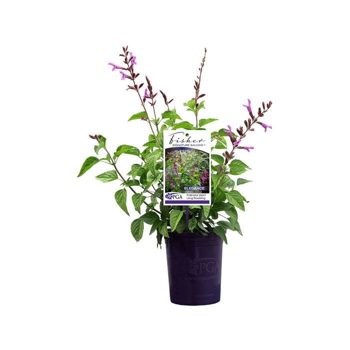 140mm Fisher Signature Salvias Elegance - Salvia