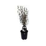1.9L Corokia Bronze King - Corokia virgata