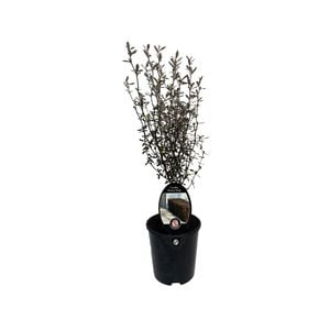 1.9L Corokia Bronze King - Corokia virgata