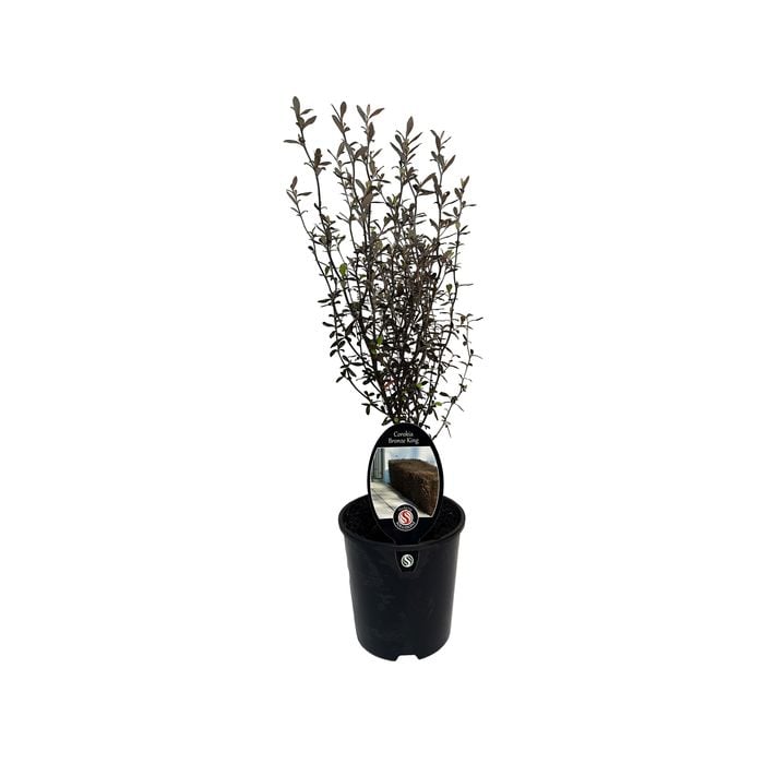 1.9L Corokia Bronze King - Corokia virgata