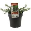 180mm Coast Rosemary - Westringia fruticosa