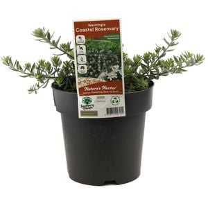 180mm Coast Rosemary - Westringia fruticosa