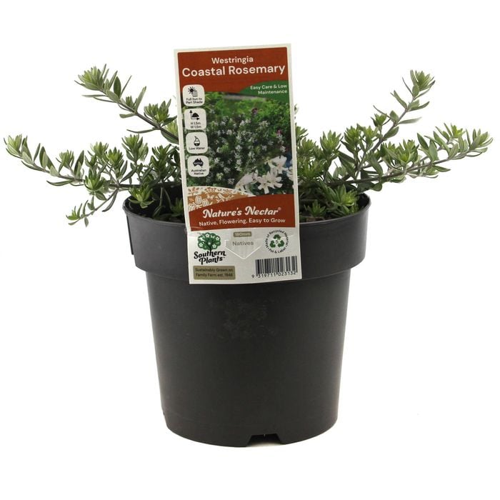 180mm Coast Rosemary - Westringia fruticosa