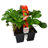 4 Cell Jumbo Strawberries - Fragaria × ananassa