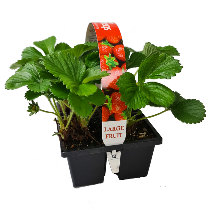 4 Cell Jumbo Strawberries - Fragaria × ananassa