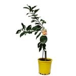 200mm Grapefruit Ruby - Citrus Paradisi
