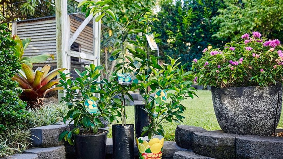 Citrus plants in an outdoor setting.
