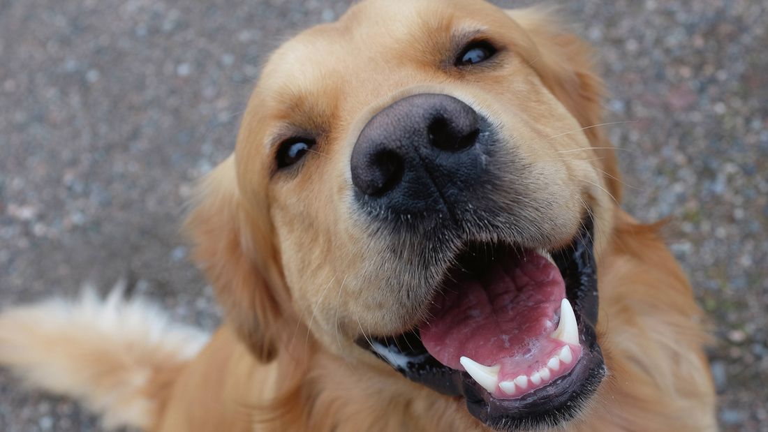 Close up of a golden retriever smiling with its mouth open.