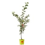 250mm Crimson Crisp Apple - Malus domestica