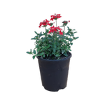 2L Verbena Firechief - Verbena hybrid