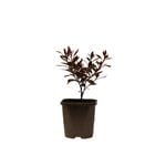 140mm Azalea Shirazz - Rhododendron
