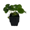 125mm Strawberry Delizz - Fragaria ananassa - Floriana Fresh Start