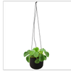 120mm Assorted Pilea In Ceramic Hanging Basket