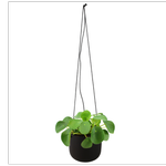 120mm Assorted Pilea In Ceramic Hanging Basket