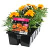 10 Cell Marigold Compact Orange - Tagetes patula