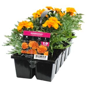 10 Cell Marigold Compact Orange - Tagetes patula