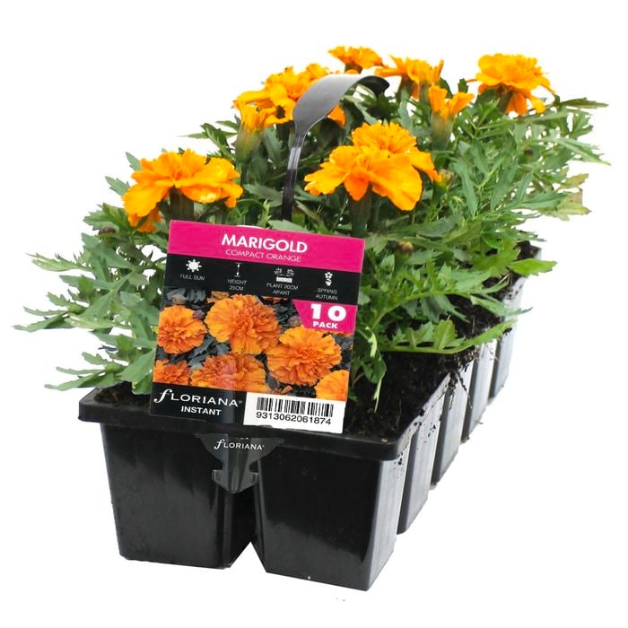 10 Cell Marigold Compact Orange - Tagetes patula