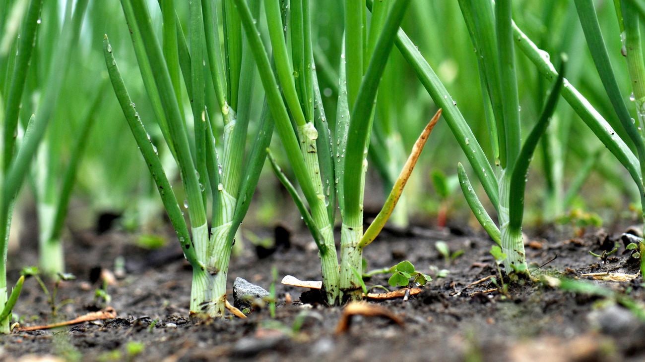 Young onions (Allium cepa) growing.]