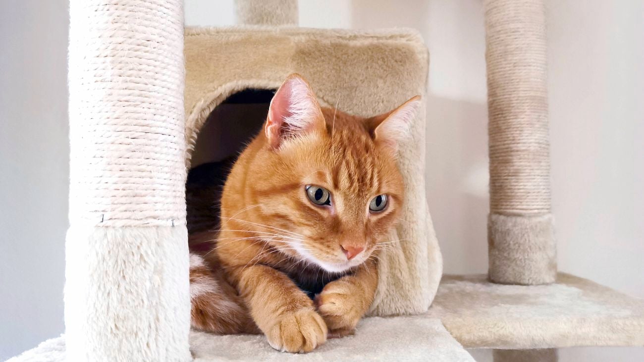 Ginger cat curled up in cubby of a cream coloured cat tree with scratching posts.