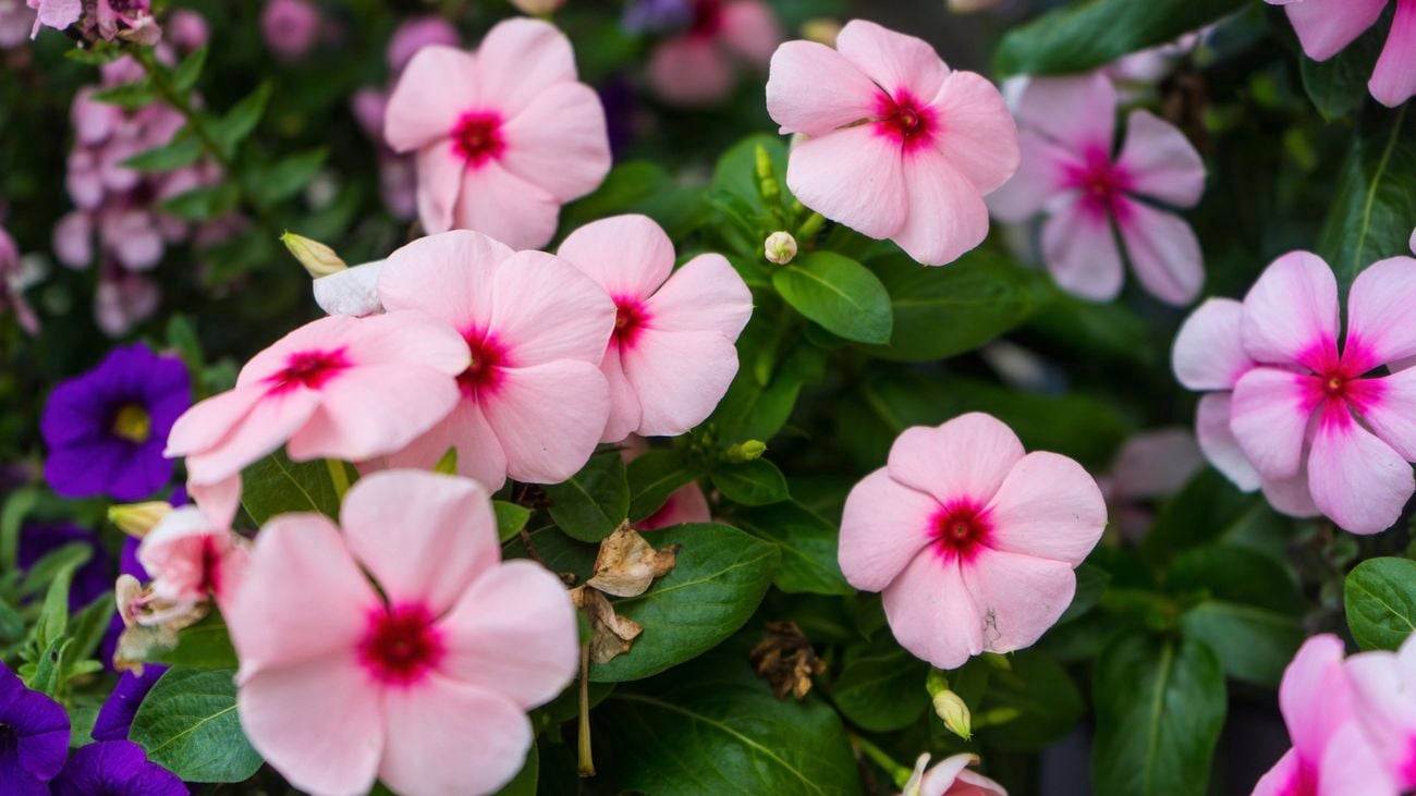 A cluster of pink impatiens flowers