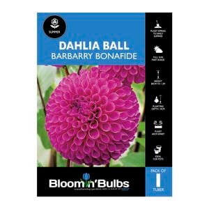 Bloomin' Bulbs Dahlia Ball Barbarry Bonafide - 1 pack
