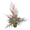 4L Tea Tree - Leptospermum Copper Sheen