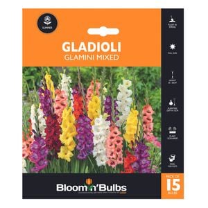 Bloomin' Bulbs Orange L/Scape Gladioli Glamini Mixed - 15 Pack