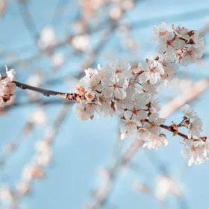 Close-Up Of the Blossoming Branch  Print 100% Australian Made 75 x 50cm  (Stretched)