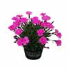 130mm Dianthus Beauties - Dianthus hybrid