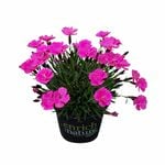 130mm Dianthus Beauties - Dianthus hybrid