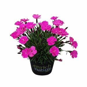 130mm Dianthus Beauties - Dianthus hybrid
