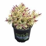 150mm Hebe Orphan Annie - Hebe cultivar