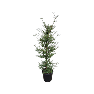 30L Blue Totara - Podocarpus totara Matapouri Blue