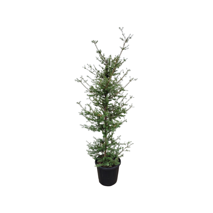 30L Blue Totara - Podocarpus totara Matapouri Blue