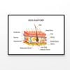 Human Skin Anatomy  Print 100% Australian Made 120x90cm  (Poster)