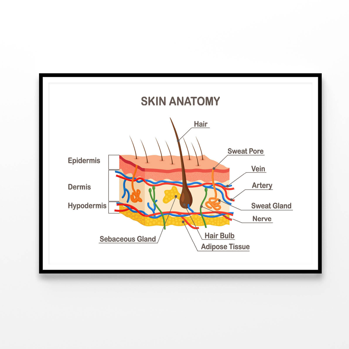 Human Skin Anatomy Print 100% Australian Made 120x90cm (Poster ...