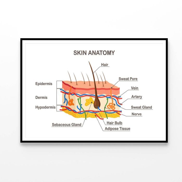 Human Skin Anatomy  Print 100% Australian Made 120x90cm  (Poster)